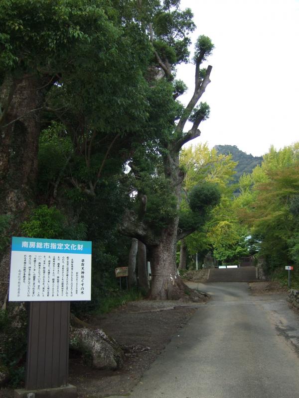 平群天神社入り口にあるくすの木。